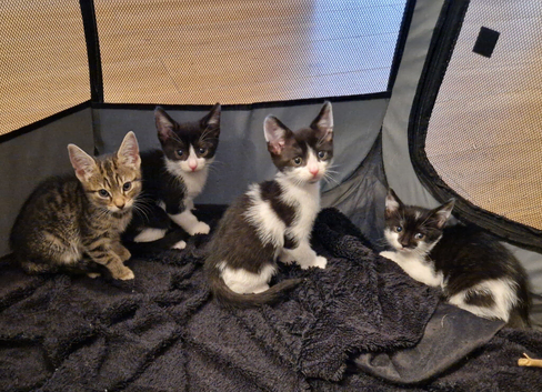 Kittens ready for new homes