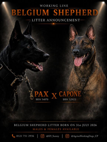 Workingline belgian shepherd puppies