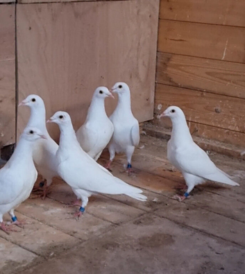 Pure white Ludo Classen racing pigeons for sale