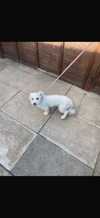 Poochon