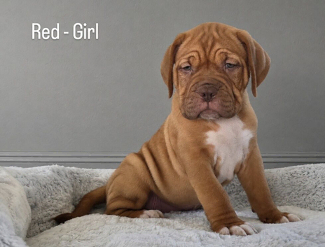 Beautiful Dogue de Bordeaux Puppies