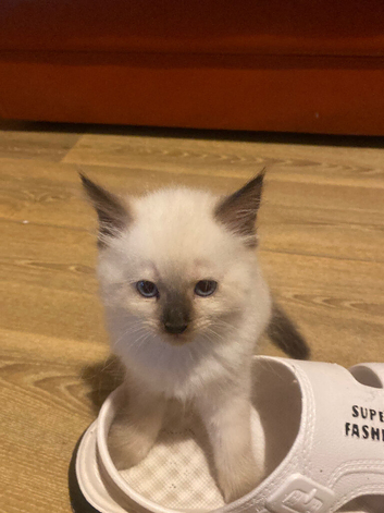Pedigree ragdoll