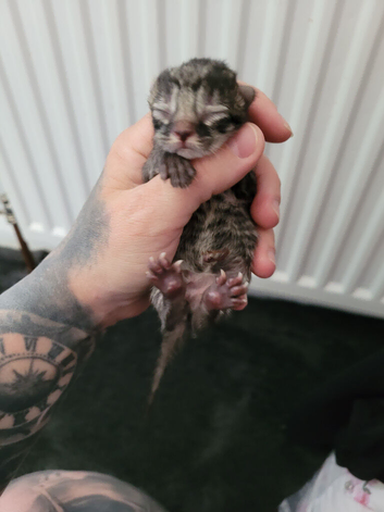 6 half Persian/angora kittens