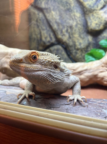 bearded dragon male 3yr old