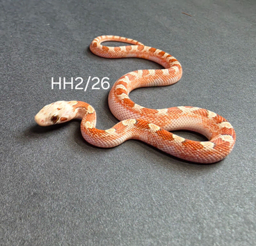 High pied hypo bloodred corn snake