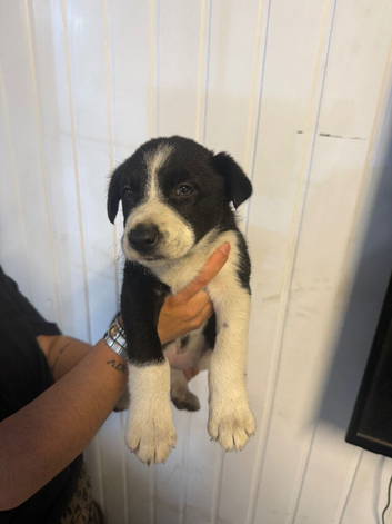 Collie pups 2 girls 1 boy