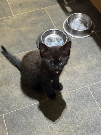 Kittens for sale