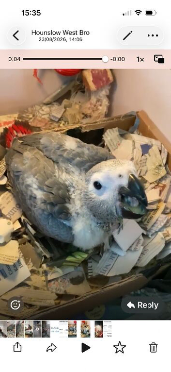 African grey hand reared