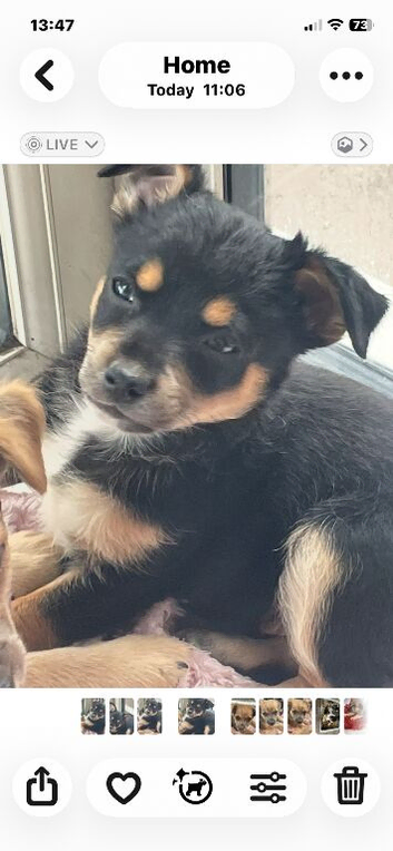 Pomchi puppies.