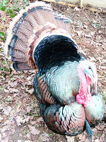 Turkey Poults for Sale - different ages