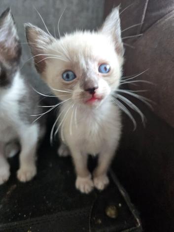Stunning litter of six girls and one girl ready to reserve!!