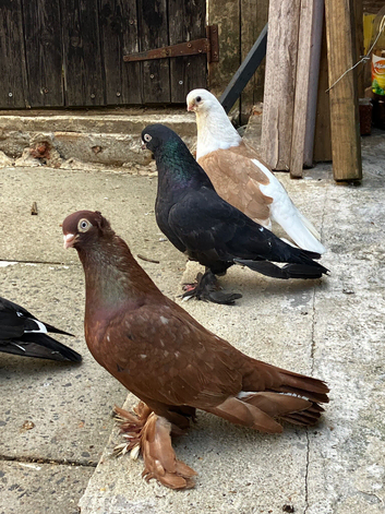 I have three pair fancy Pigeon very nice birds