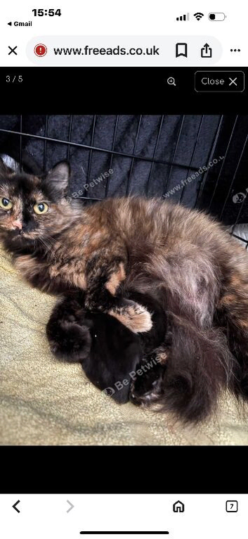 Persian doll face x maincoon kitten