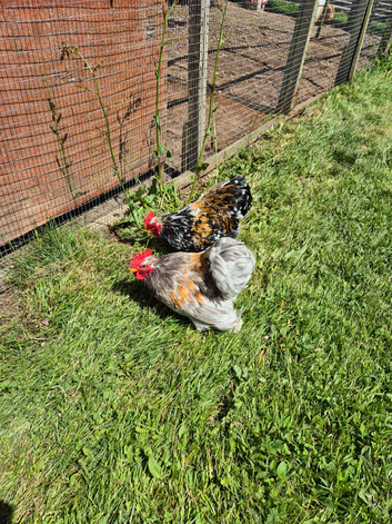 *FREE* young Pekin bantam cockerels x2