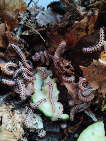 Antheromorpha uncinata pink flatback millipedes juveniles Captive bred