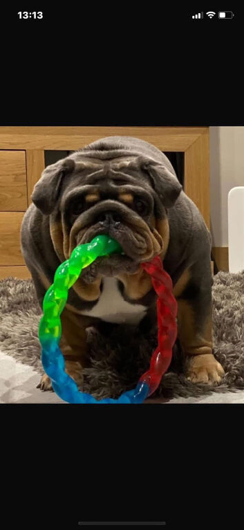 4 year old blue and tan female