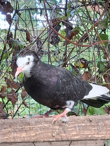 American print pigeons