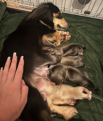 Kc cream miniature dachshund