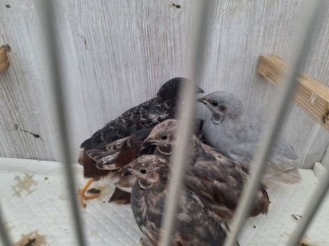 Chinese Quail (Button Quail)