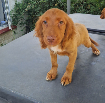 Cocker spaniel pups