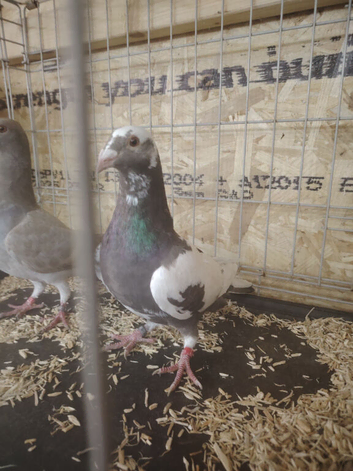 Racing pigeon for sale