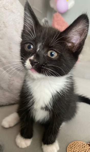 Kittens forsale