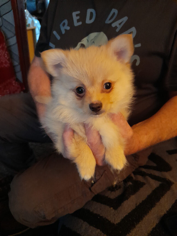 Beautiful fluffy babies