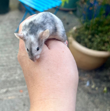 Beautiful 10week old male mouse