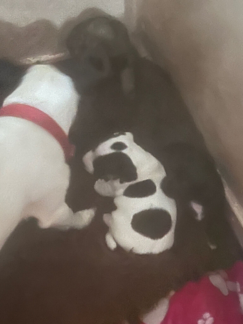 Beautiful Jack Russell pups