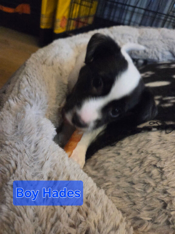 Jack Russel puppies