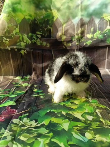 Mini lops for sale