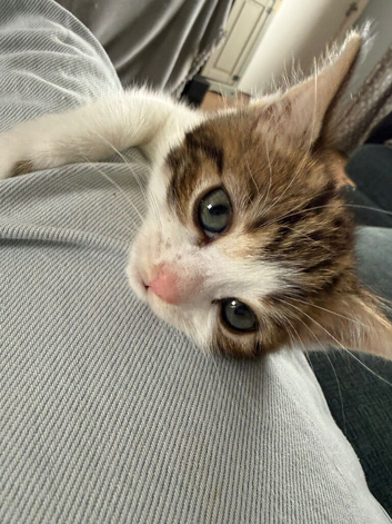 One female kitten