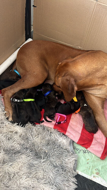 Rhodesian ridgeback cross