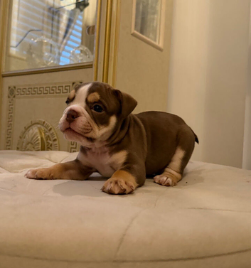 Top tier British bulldogs