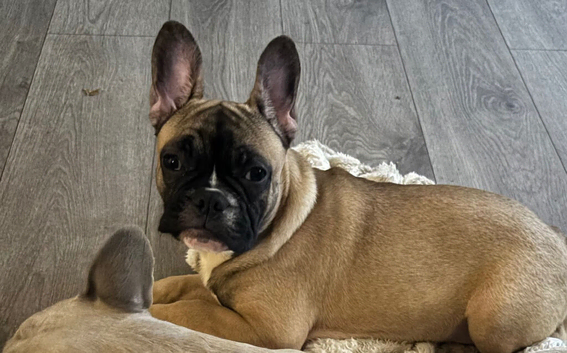 French bulldog puppy