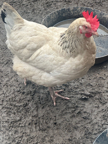 Chicken for sale near wednesbury