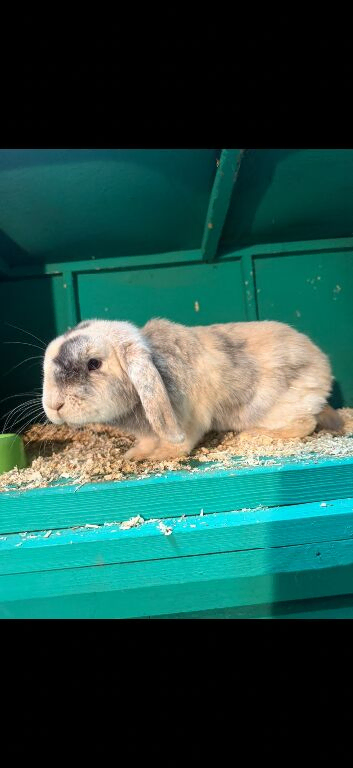 Mini lop female