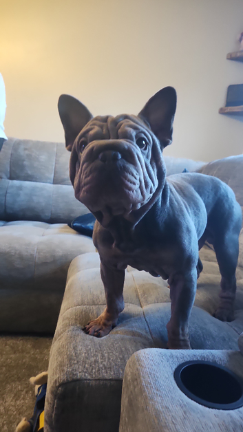 VELVET BIG ROPE FRENCH BULLDOG