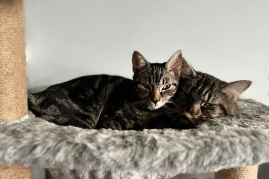 1:4 mainecoon kittens