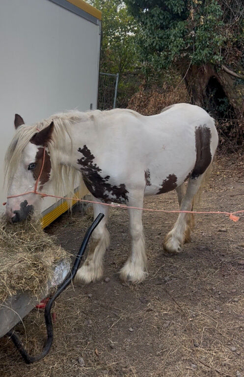 Red & white mare 12.1/2