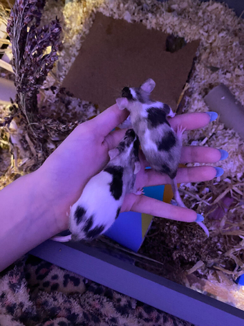 Two female tri-colored mice