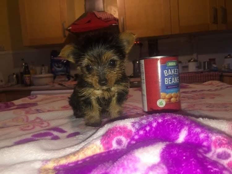 Yorkshire  puppies