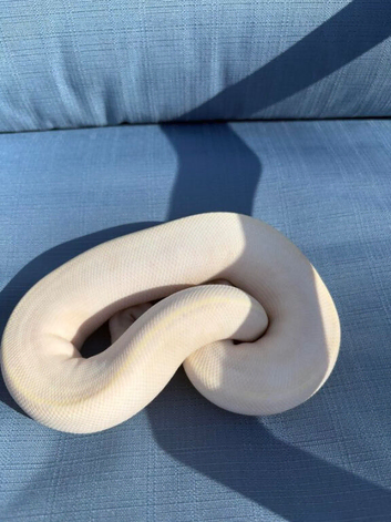 Male pastel ivory het pied for sale