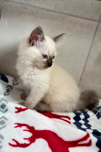 Pure ragdoll kittens mix litter