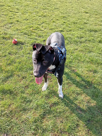 Lurcher cross female