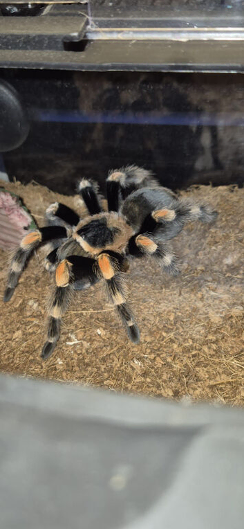 Tarantulas Grown to Adults