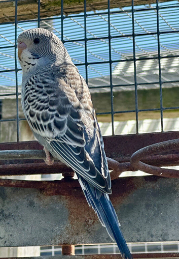Budgies