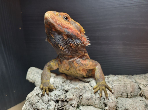 One of a kind paradox tangerine