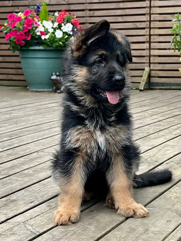 Outstanding KC German Shepherd puppies