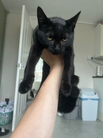 Kitten
